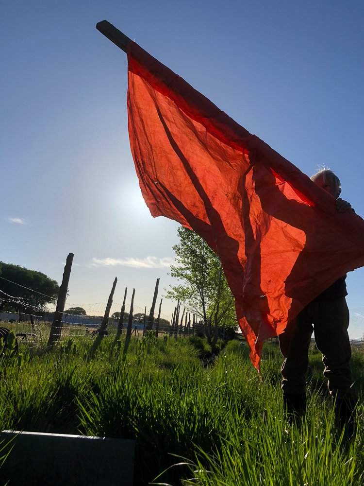 anntorrence's tweet image. Every 12 days, we make dams in the ditch with plastic tarp. At least it isn&apos;t sticks and mud like the Hohokam days. #oldschool #indigenoustech At least we have dam(n) tarp.