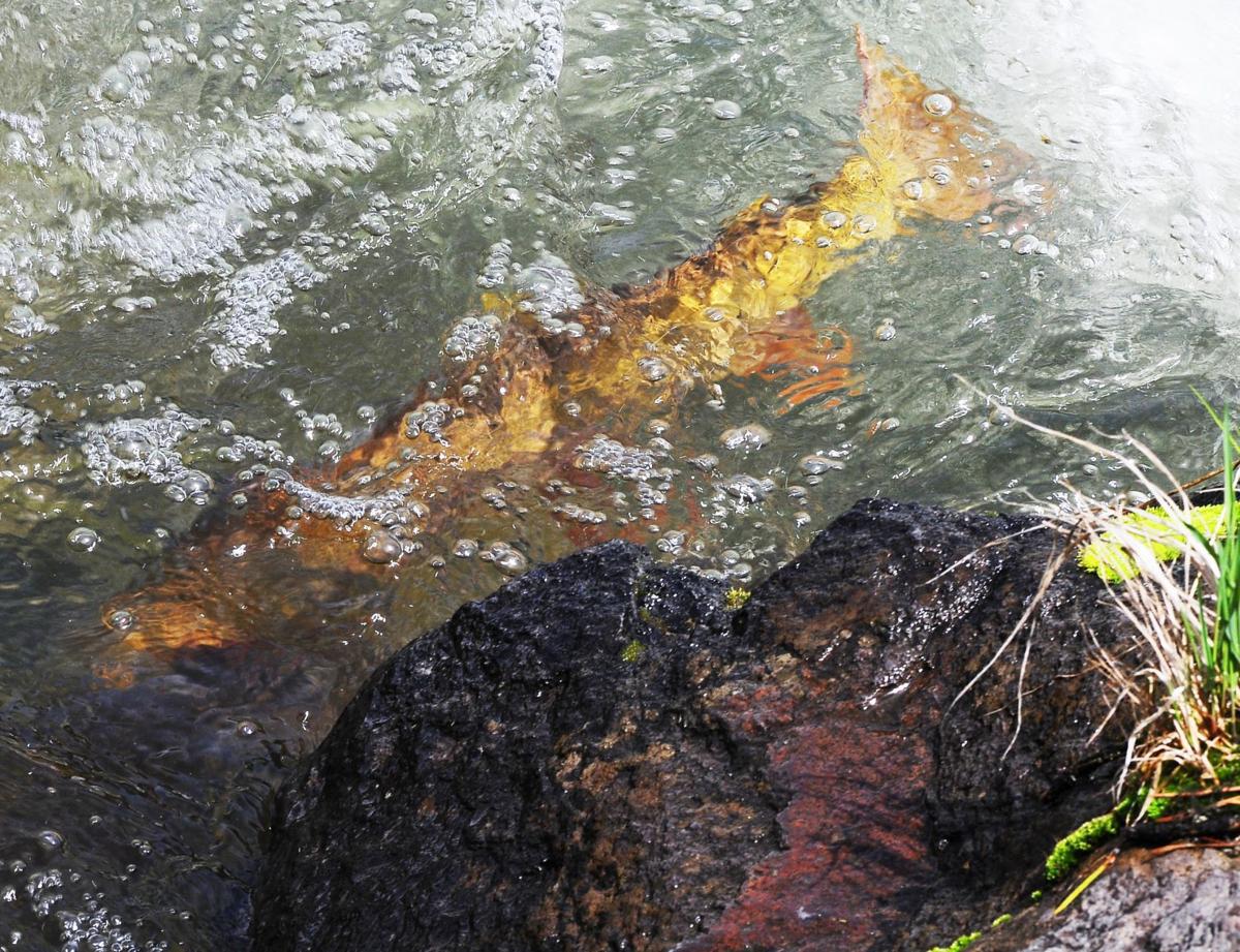 An interesting read on the ongoing efforts to conserve native #Yellowstone #cutthroat #trout: trib.com/lifestyles/rec…