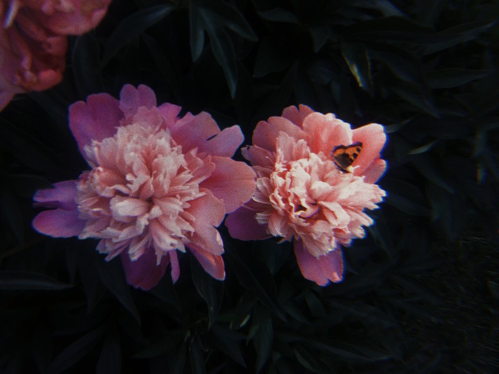 ritomm_'s tweet photo. So, I love flowers sm https://t.co/nrqoTICleX