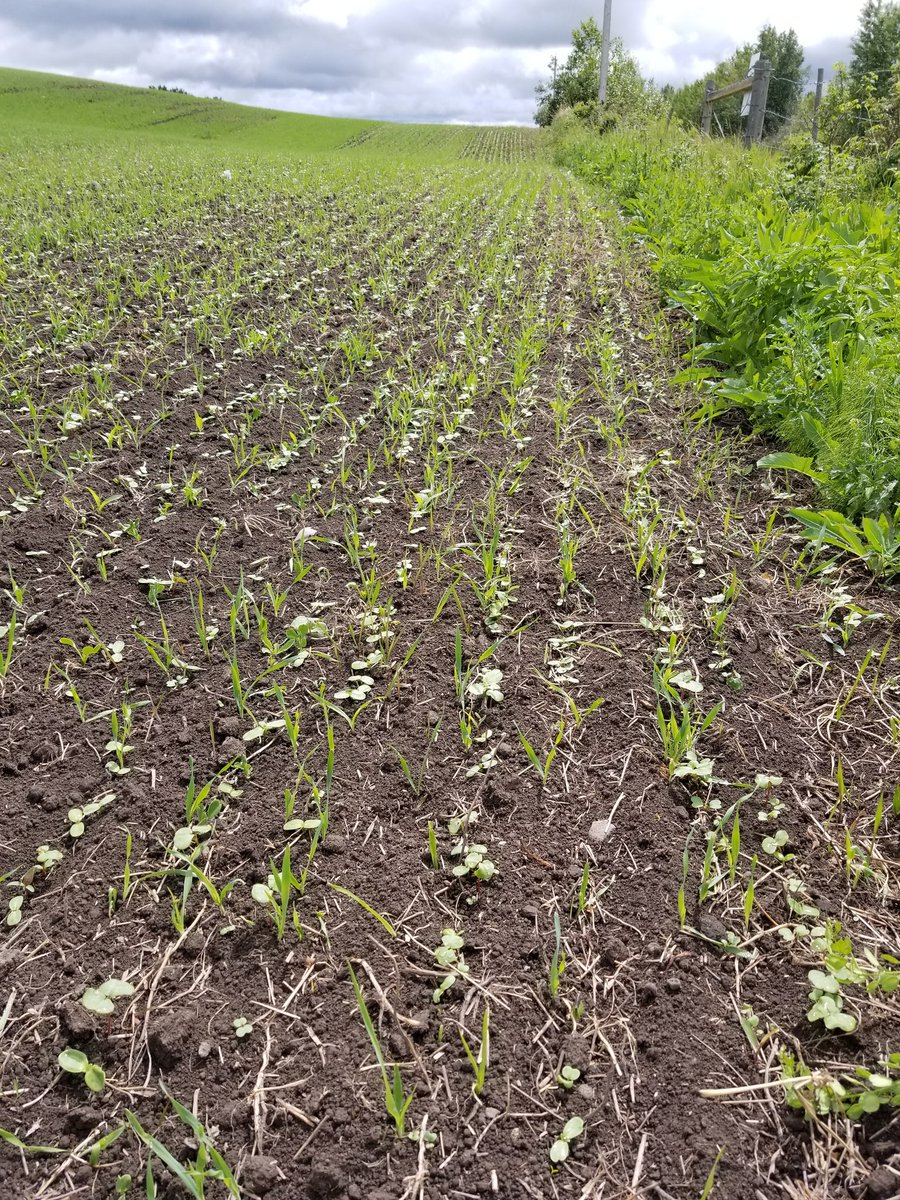 Our pollinator border is coming along nicely.
You can see the sunflowers and buckwheat, some radish and turnip, barley and the odd corn plant.  I think there's a pumpkin and little phacelia.