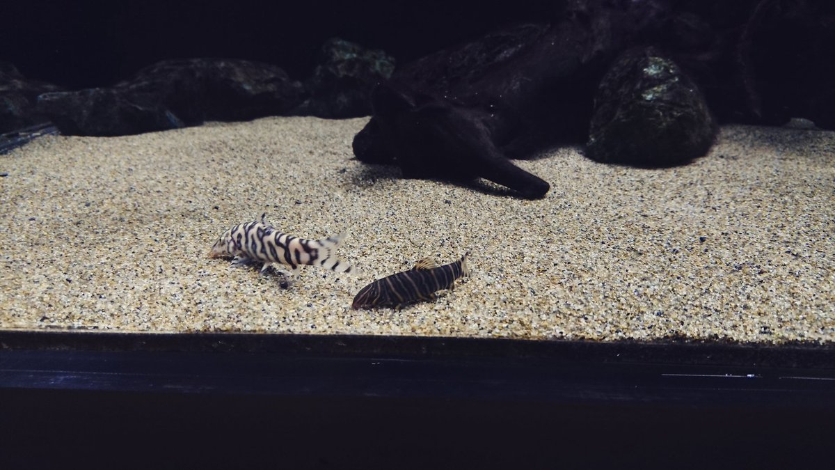 パキスタンローチ パキスタンローチ