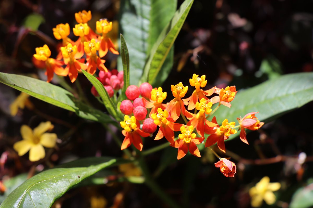 CosmicFlowersSF's tweet photo. Calling all Monarch’s... 🦋 are you out there?

🦋(We’ve been willing them to appear for the last year, cultivating this easy and sturdy Asclepias curassavica “Bloodflower / Mexican Milkweed”.)🦋 

#landscaping #flower #backyardgarden #milkweed #flowerphotography #gardening https://t.co/fMH2svtKow
