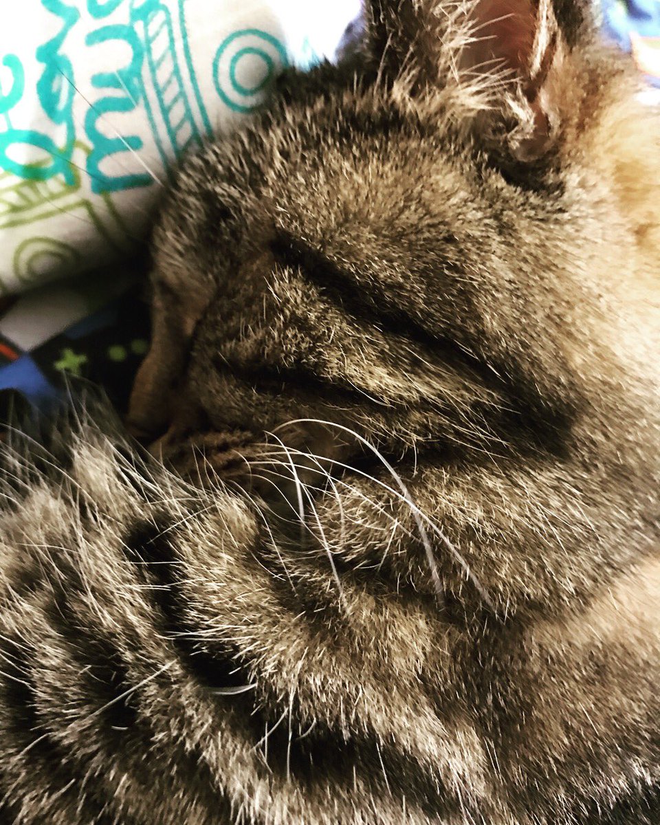 BTrain06's tweet photo. Say hi to your brother Shadow for us as you get to run and play with him on the other side of the Rainbow Bridge. Rest Easy my sweet boy. #RIPSherlock #RainbowBridge #ForeverOurGrumpyOldManCat https://t.co/RX87hCJoVp