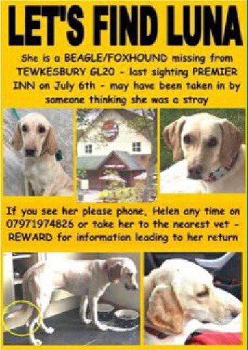sharonwrdl's tweet photo. ๐ @michkeegan @radioleary @rickygervais @reallorraine @VictoriaLIVE @PeterEgan6 @DeborahMeaden @mermhart PLS RT
#LOST #DOG LUNA
Female #Beagle #Foxhound Cross
#Missing from #Bredon #Tewkesbury #GL20 Since July 2017
Is Chipped #ScanMe
#HelpFindLuna ๐ถ https://t.co/zkoCFf8ViP https://t.co/utbgblLMw3