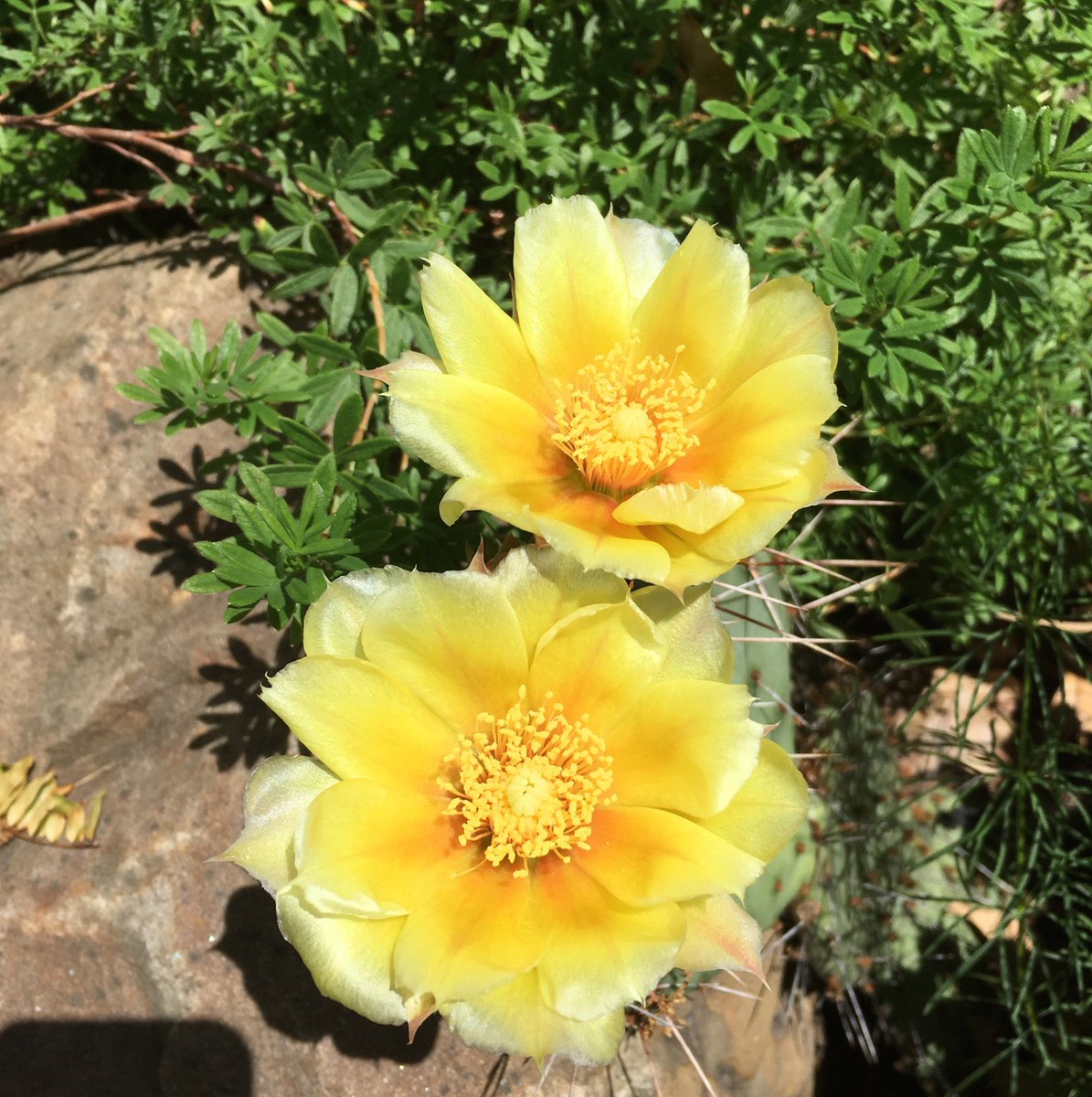 SUNY_Orange's tweet photo. @SUNY_Orange campus in full bloom - come check it out! #beautiful64 https://t.co/fBOC59p008