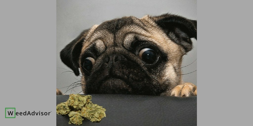 weedadvisor1's tweet photo. Pet owners are already using #marijuana #medicinally to help their suffering #cats and #dogs. Most of the time, animals that ingest #pot get over the effects within a few hours. In large quantities, pot can be deadly to them.
Get your #dispensary now! ---> https://t.co/xer1JcWd3B https://t.co/xYJbN5wOk9