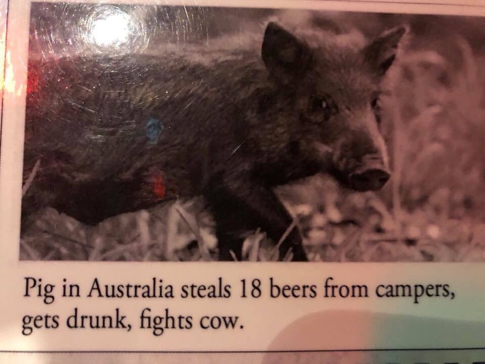Woo pig bitches