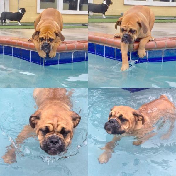 PPRCuster's tweet image. How to introduce your fur babies to water! Get them ready for swim time 💖🐾🐶🌊☀️
petparadiseresort.com/blog/how-get-y…