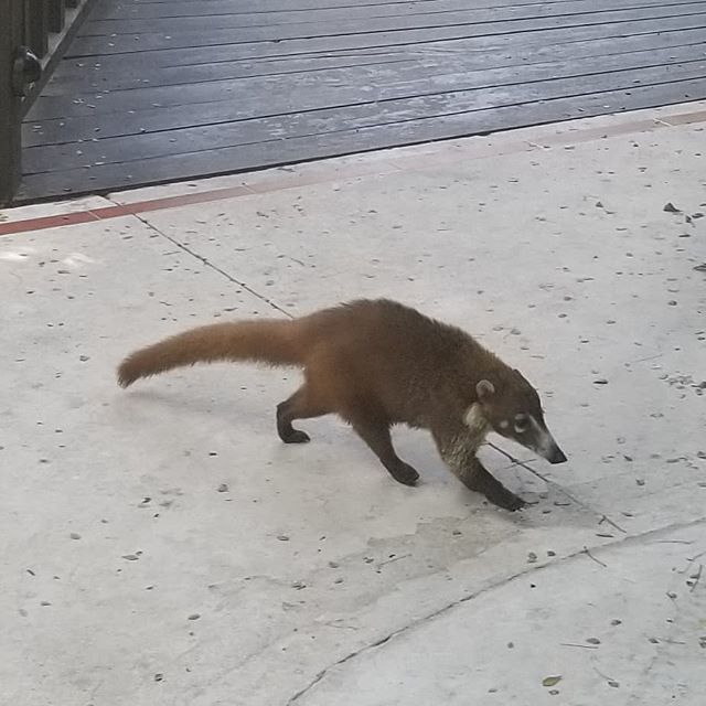 The_FlashGorton's tweet photo. I made a friend

#coati #cozumel #méxico https://t.co/4uDybuUj4Q https://t.co/QZ7Y0n5Kax