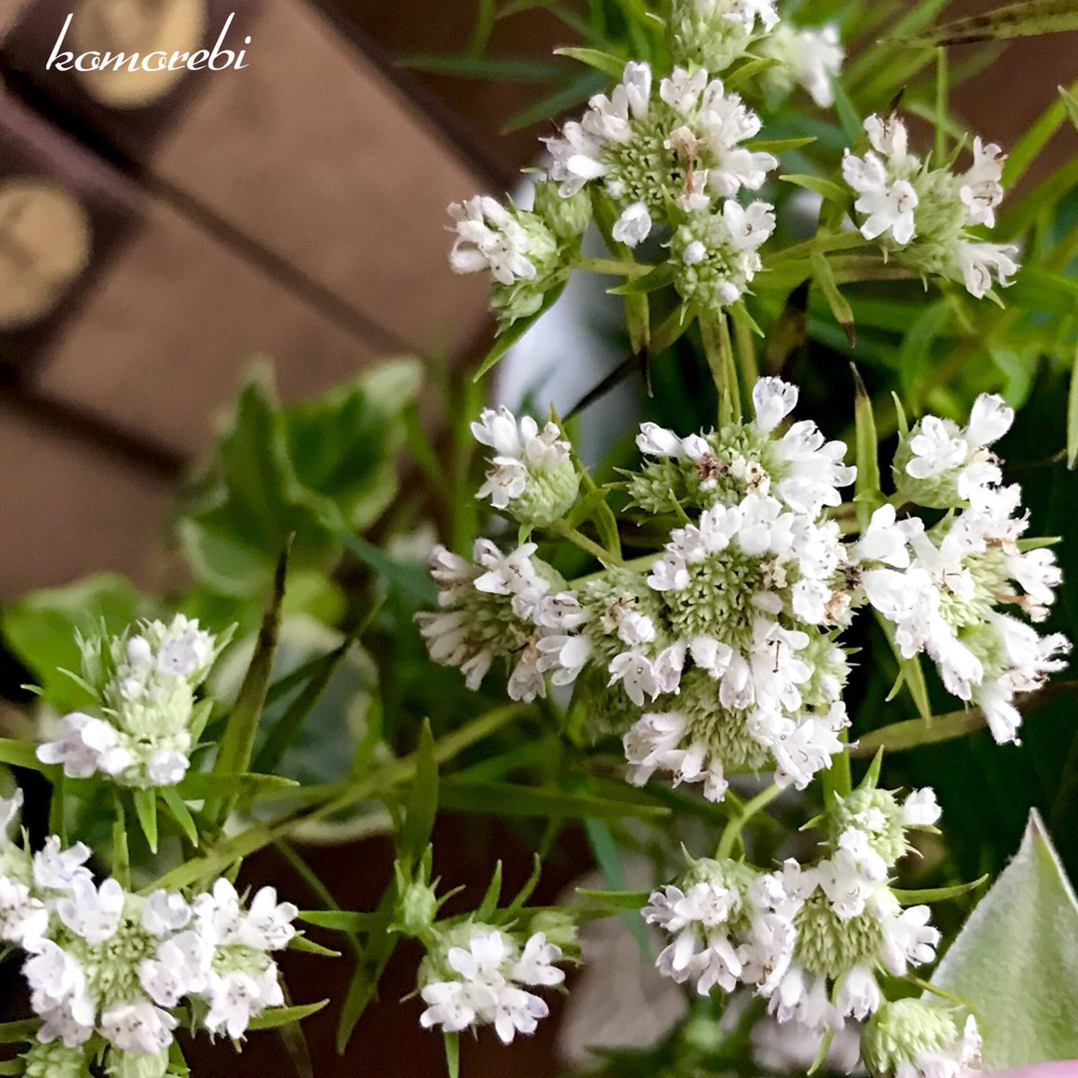 Komorebi 皆さま おはようございます ゔ 今朝も蒸し暑いです オフィスのデスク用のお花 Stdローズは やや紫を帯びた深いピンクの オキシジェン 淡いライラックのような紫のspローズは リベルラ 白い小花がついたのは 今の季節よく