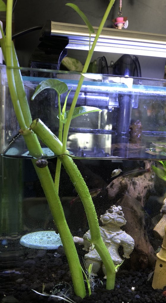 無限ピ ヨコ ぴ よこ 食用だと思ってたら 水草にも クレソンみたいですよね 無限ピ ヨコ ぴ よこ 食用だと思ってたら 水草にも クレソンみたいですよね