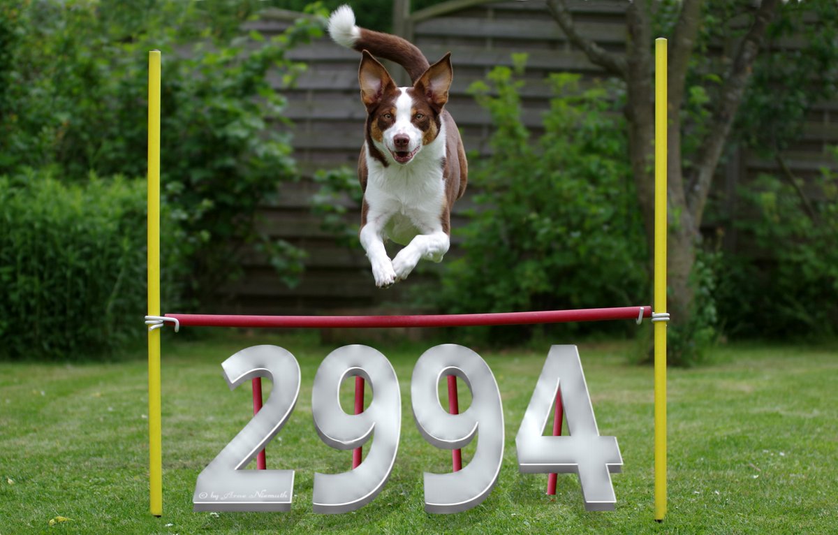 AMY_WORDS's tweet photo. 🐕 This is a special jump for all my followers !🐕
💐THANK YOU EVERYBODY !💐
#dogs #dogsoftwitter #twitter #BalticDogs #balticsea #photography #garden #summer #climatechange #animal #SaveKoreanDogs #music #VanHalen #JUMP https://t.co/hLFOVvaYY4
