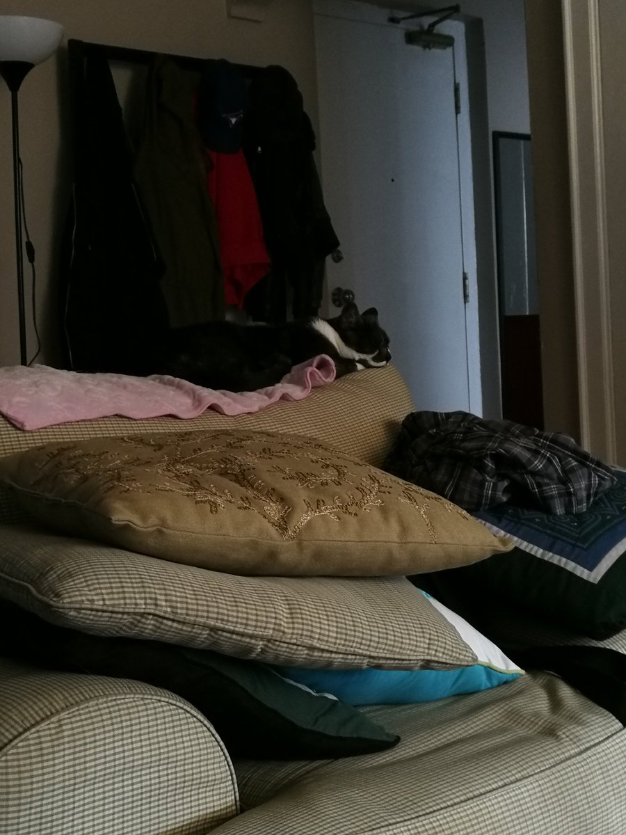 MacneilKevin's tweet image. They suffer with us! Watching The Lost Boys. A time honored Canada Day weekend tradition. #CatsOfTwitter #movieday #twocoreys