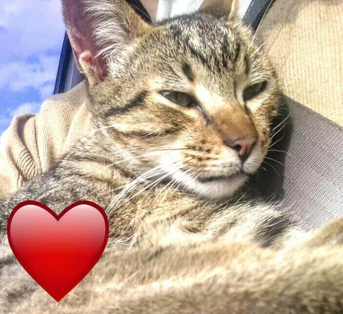 NoraRpa's tweet image. hembrita de 5 meses en adopcion. rescatada. ella vivia en un arbol ya que en la zona hay muchos perros sueltos. apenas le hicieron upa comenzo a ronronear😍 Solo a lugares sin acceso a la calle por los peligros que esto significa. se encuentra en zona norte.  1567301335.RT RT RT