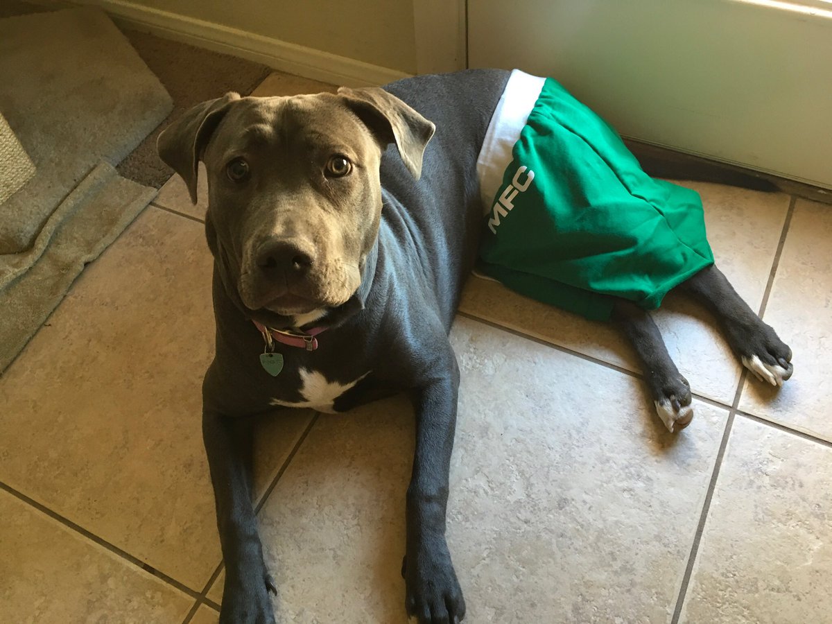 BankOfChanel's tweet photo. Made my dog some shorts 😉 Thanks MFC! #mfc 💋 https://t.co/9UYfxIXMNX