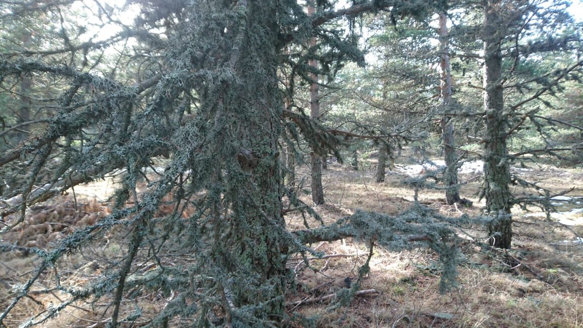 ikizmoss's tweet photo. #artpine #pinecome #forest #natural #fletchenmoss #graumoss #greymoss #griyosun #likem #yosun #doğal #çamormanı #sarıçam #karaçam #kızılçam #decorative #dekoratif #flover #fleur #flor https://t.co/bDHaq4hv0B