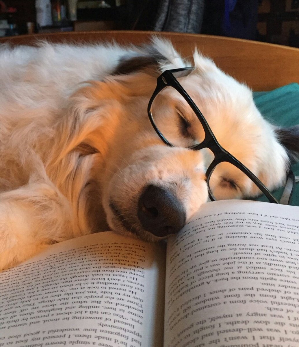 Scamanderisms's tweet image. Note the similarity.