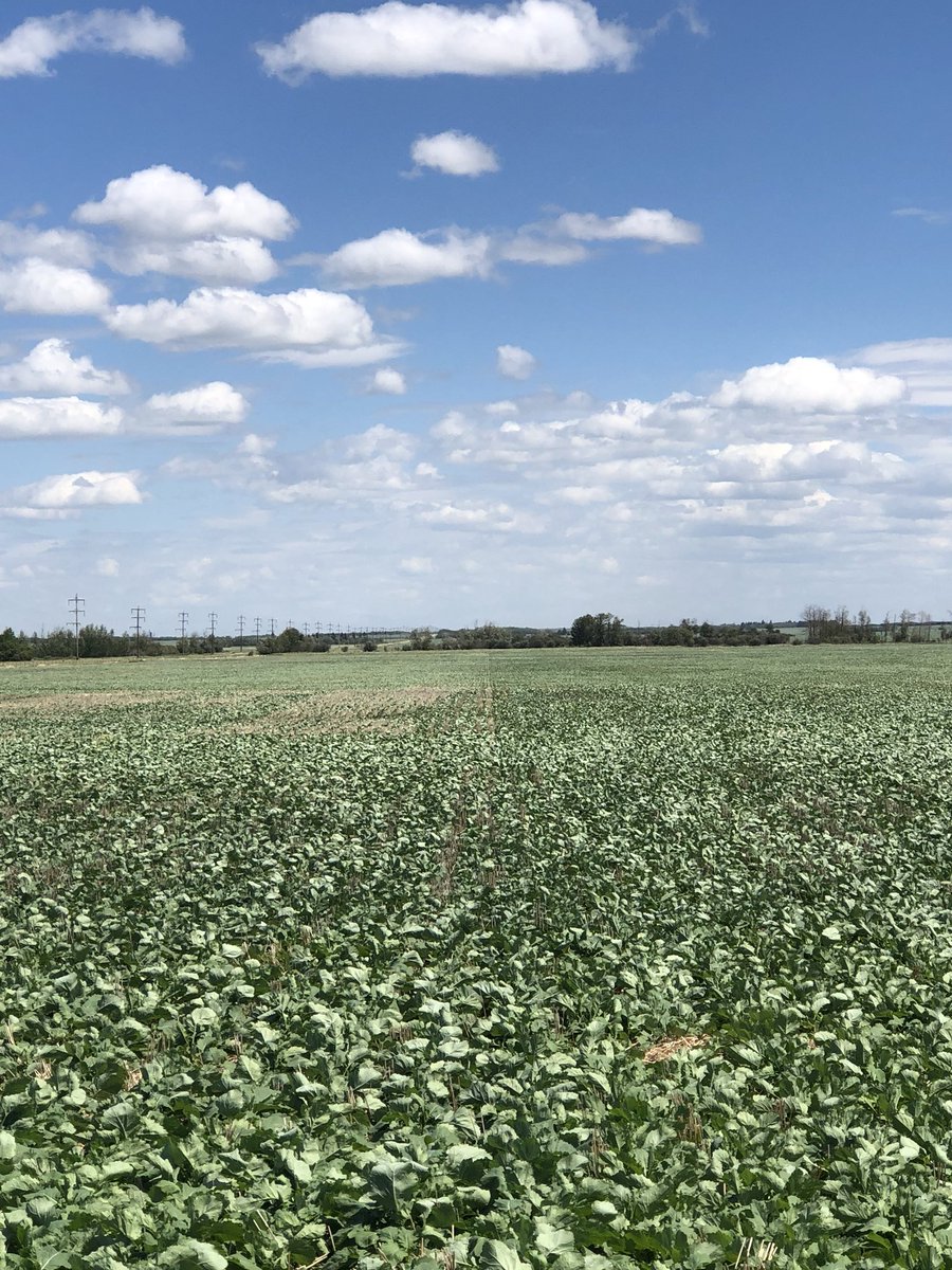 Went touring to look at some canola with a few producers, couldn't help but take pictures of this gem of a crop at <a href="/oatsgrower/">Brad Boettger 🇨🇦</a> place  #45CM36 #yieldhero18 @PioneerWCanada #plantpioneer