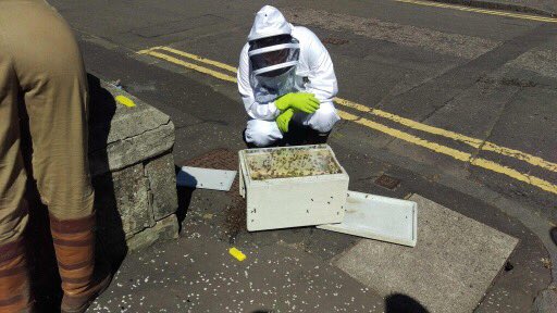 HelixBeekeepers's tweet photo. Alma Street, #Falkirk #Scotland swarm of #honeybees, Saturday 30th of June. Safely transferred into their temporary home - a nuc box - with their queen. They’ll get fed, spoilt, health checked and looked after until they are ready to move into a full hive. #topbeechat https://t.co/acW2H3dW05