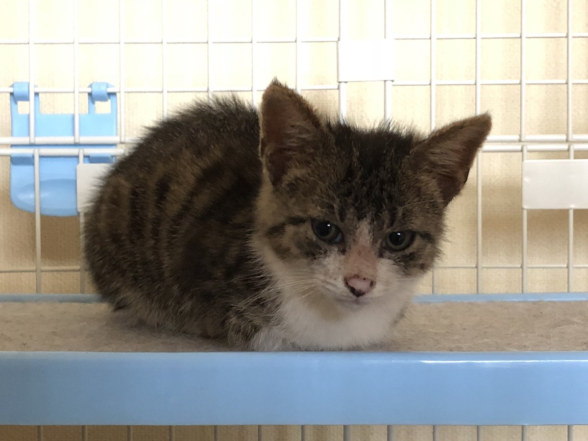 monaca_0501's tweet photo. 本日2018年07月03日に
子猫を保護し飼うことにしました

#猫好きさんと繋がりたい 
#猫好きさんとつながりたい 
#保護猫 https://t.co/5nOvlS2ZAe
