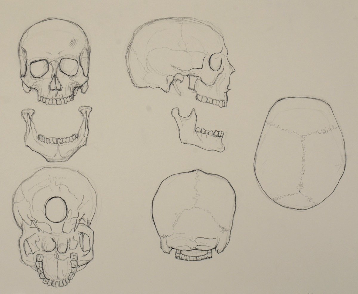 AshNieman's tweet photo. A little more "traditional" drawings I did while learning figure and anatomy. I loved it! Will be practicing much more. https://t.co/JlSap5Axyq