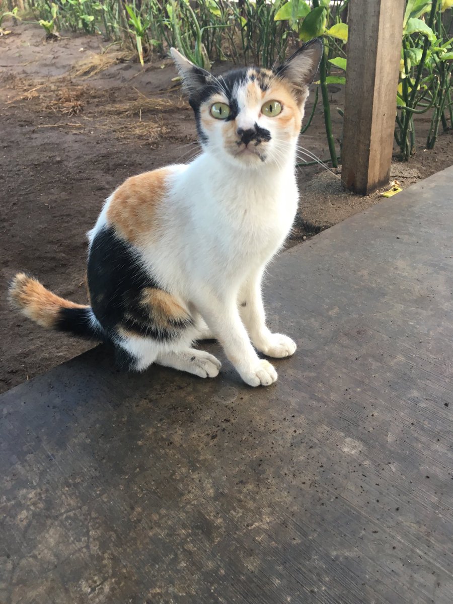 lemonthecat's tweet photo. This little sweet ❤️❤️❤️❤️ #cats #catsoftwitter #travelcats #12hourtimedifference #tunatuesday #love #moustachekitty https://t.co/LoToMMmU10