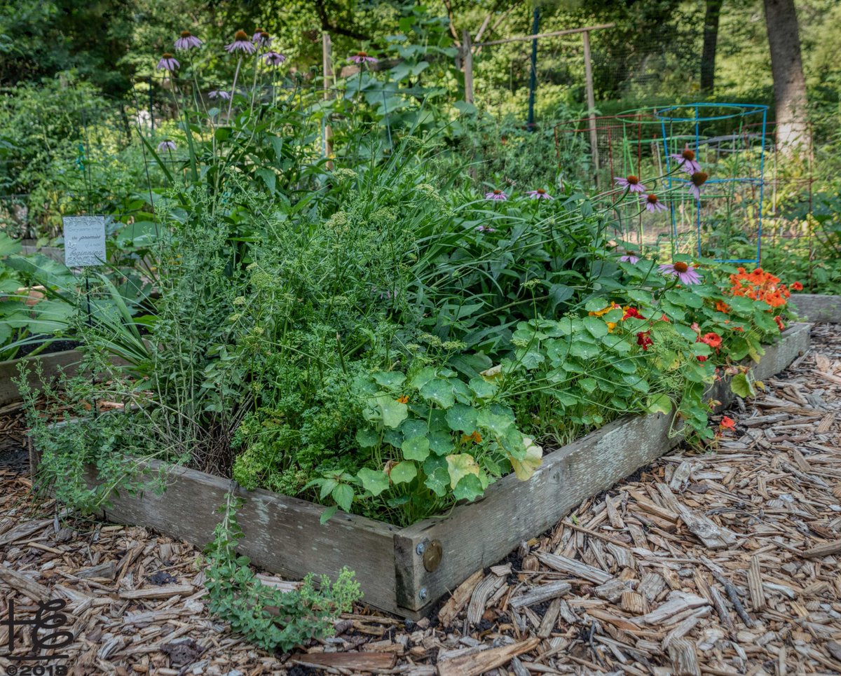 The Lost Corner Preserve #communitygarden is filled with vibrant, #lush #raisedbed #gardens. #SandySprings #publicpark #homegrown #lush #photojournalism #Atlanta #southerngardens #hollyelmore #hollyelmoreimages