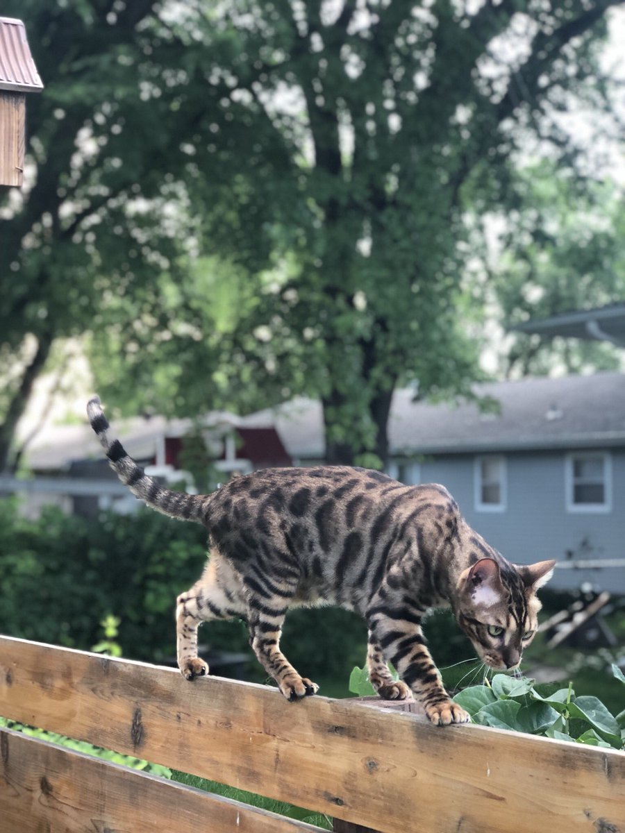 LilLeopardSpots's tweet photo. Cats. Gardening. Cats gardening. #bengal #bengalcat #bengalsoftwitter #eandt https://t.co/DC7YXP4Bcb