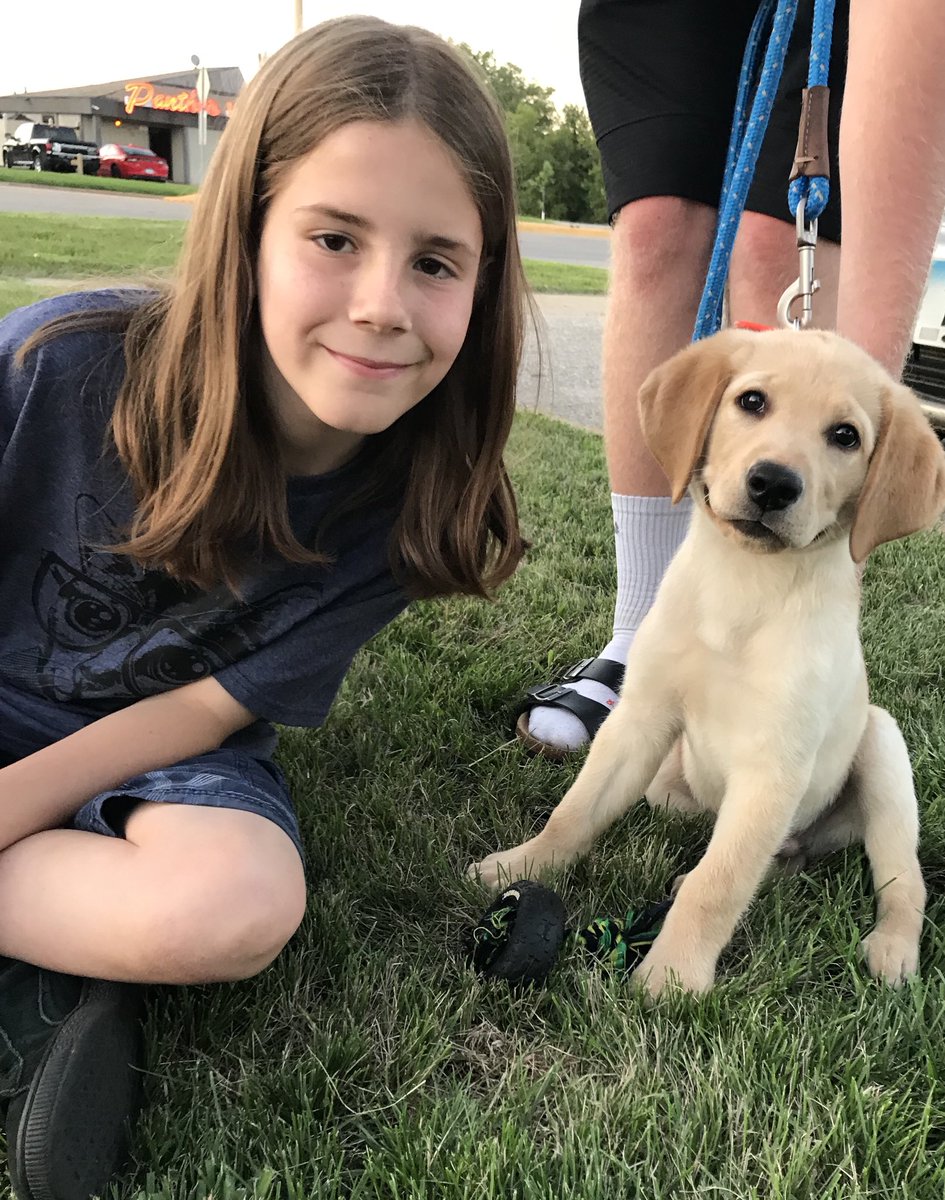 9 week old yellow lab