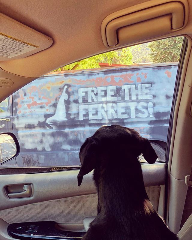 mountain_lady1's tweet image. Lily found her Cause! 
Not sure what it means, maybe it just means what it says, but I pass this van every day and it just makes me happy 😊🤣 #FreeTheFerrets
.
.
.
.
#localview #rockon #locallife #mydog #oldpuppy #artaroundtown  #coloradosummer #mount… ift.tt/2z1NkmU