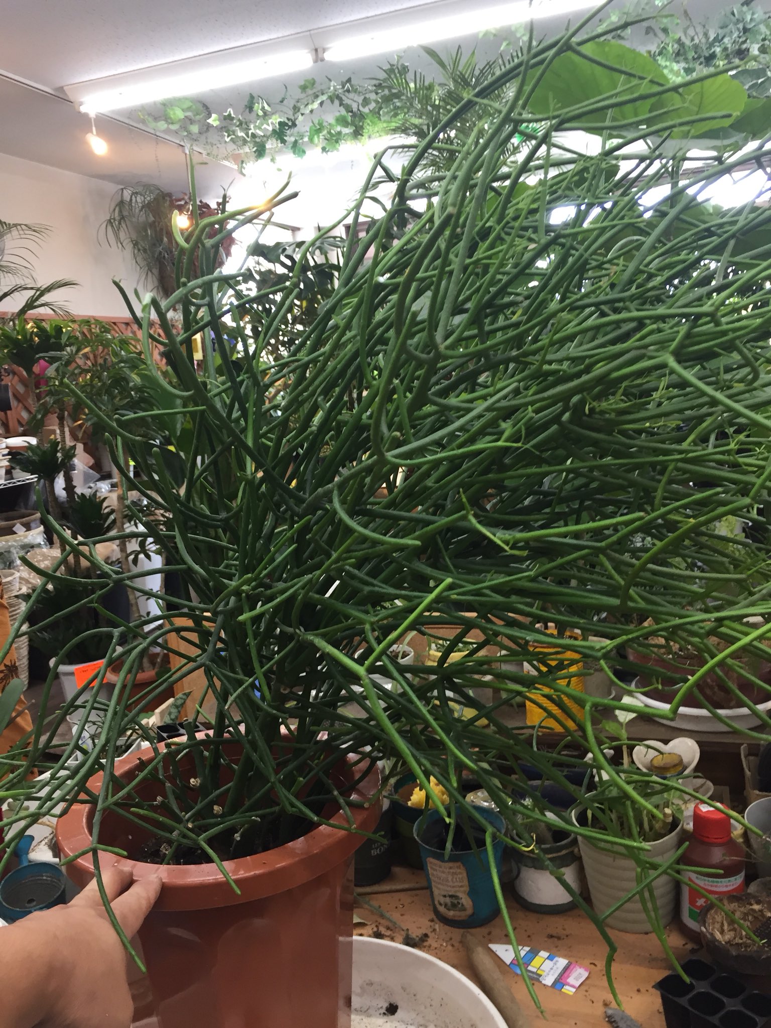 ファニープランツ 植え替えのご依頼です 最近 巨大なプランツのご依頼が多い気がします 今日はミルクブッシュ 重さで頭がかなり傾いておりました 植え替え 支柱して 整えました Funnyplants 小山市 栃木 観葉植物専門店 植え替え