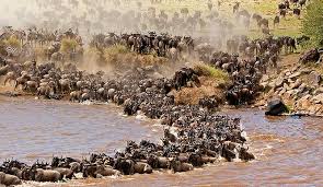<a href="/ModestTours/">Modest Tours & Travel</a> And the run is on.....2018 Wildebest Migration Safari Packages