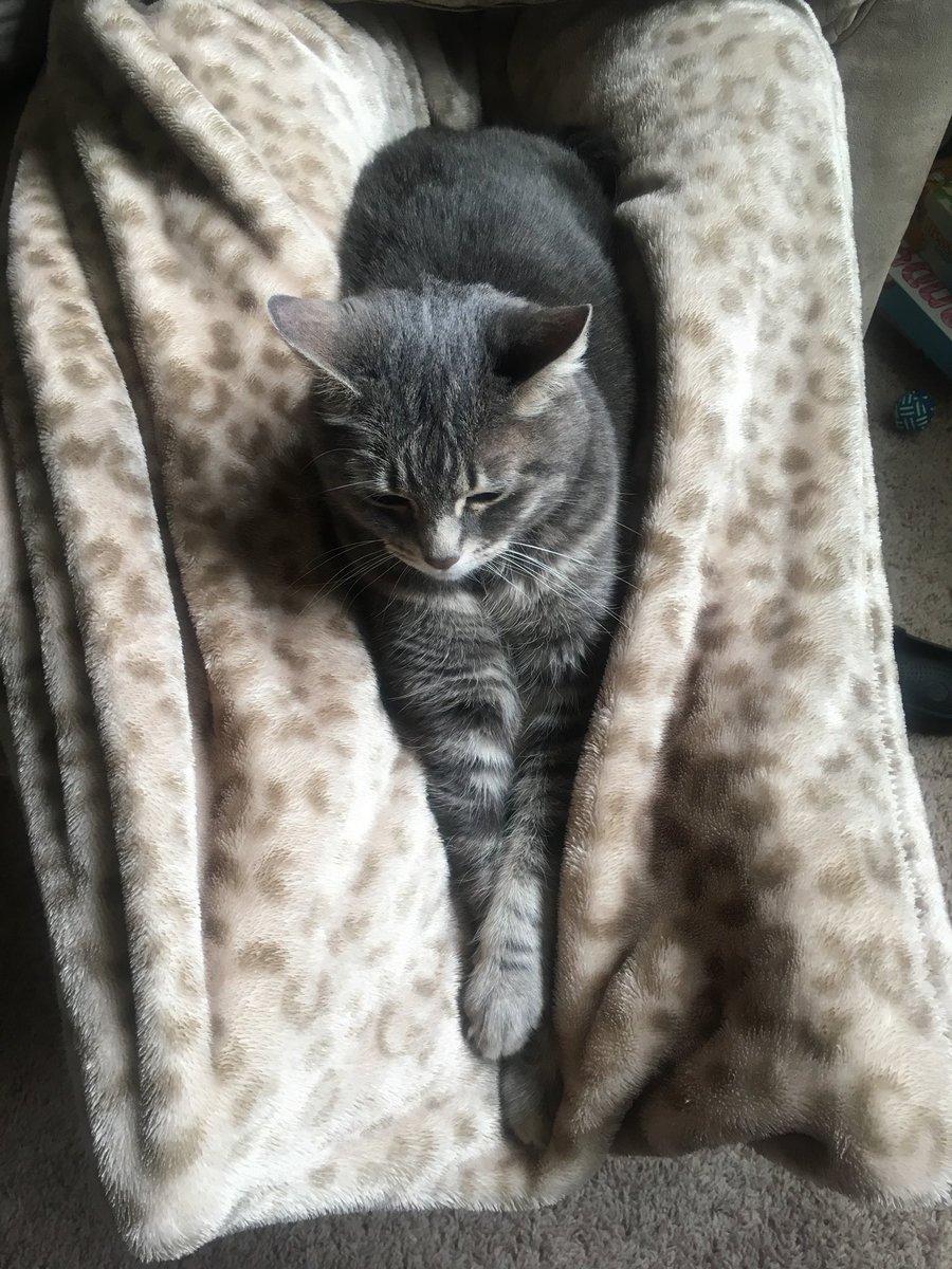 SmokeyMinou's tweet photo. ⁦@catsofinstagram⁩ Favorite place to relax. ❤️ #CatsOfTwitter #meow #lazyday https://t.co/JYOlFS6Wg2
