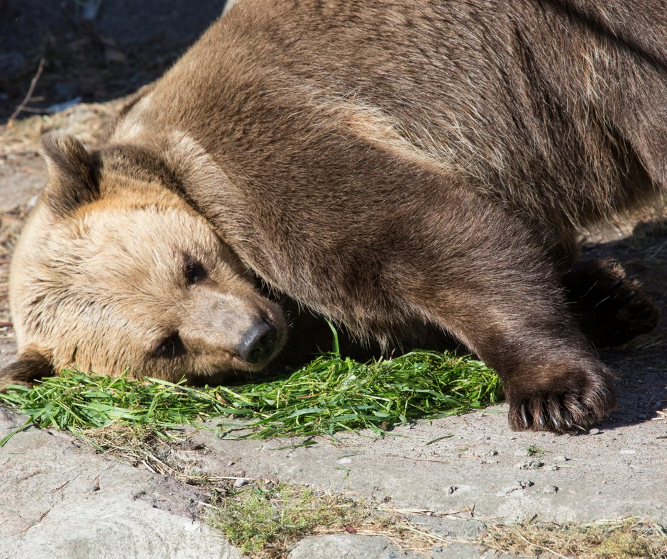 Ole kuin karhu ja tulee Lasten Festareille joogaamaan Korkeasaaren eläinten kanssa! Joogan lisäksi Korkeasaaren pisteellä visaillaan eläintiedossa :) <a href="/Korkeasaari/">Korkeasaari Zoo</a> #lastenfestarit #lastenfestarit2018 #perhetapahtuma #korkeasaari #karhujooga