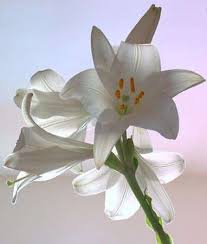LoryBudano2's tweet photo. #lipogiro /u
#interrato 
Piano
Primo
Re
#corona 
Corna-o
Cono
Gelato
Sapore
Vaniglia
Crema
Viso
Pallido
Bianco-i
#candidi
Gigli
Fiori
Pianta
Radici 
Interrate☝ @paolaxmi 

Buona giornata 👋 https://t.co/Jj8qrxLQC7