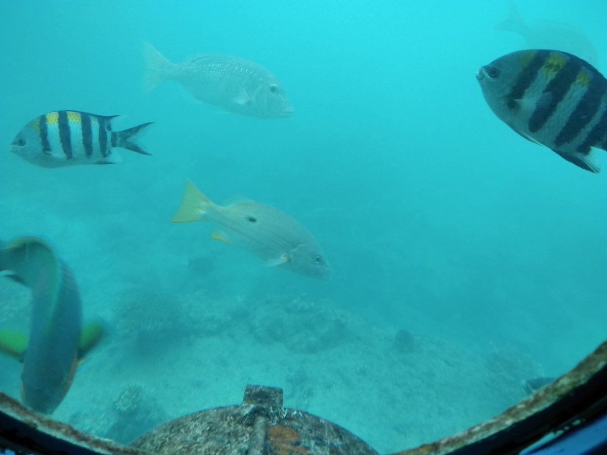 ブセナ海中公園official على تويتر 本日海中展望塔は午後より営業再開しております かなりにごりあり 橋の上強風 波しぶき注意 展望塔周辺の魚たちは数日間餌を食べていなかったと思われるので 是非餌やり 有料２００円 をやってみてください 食いつきが