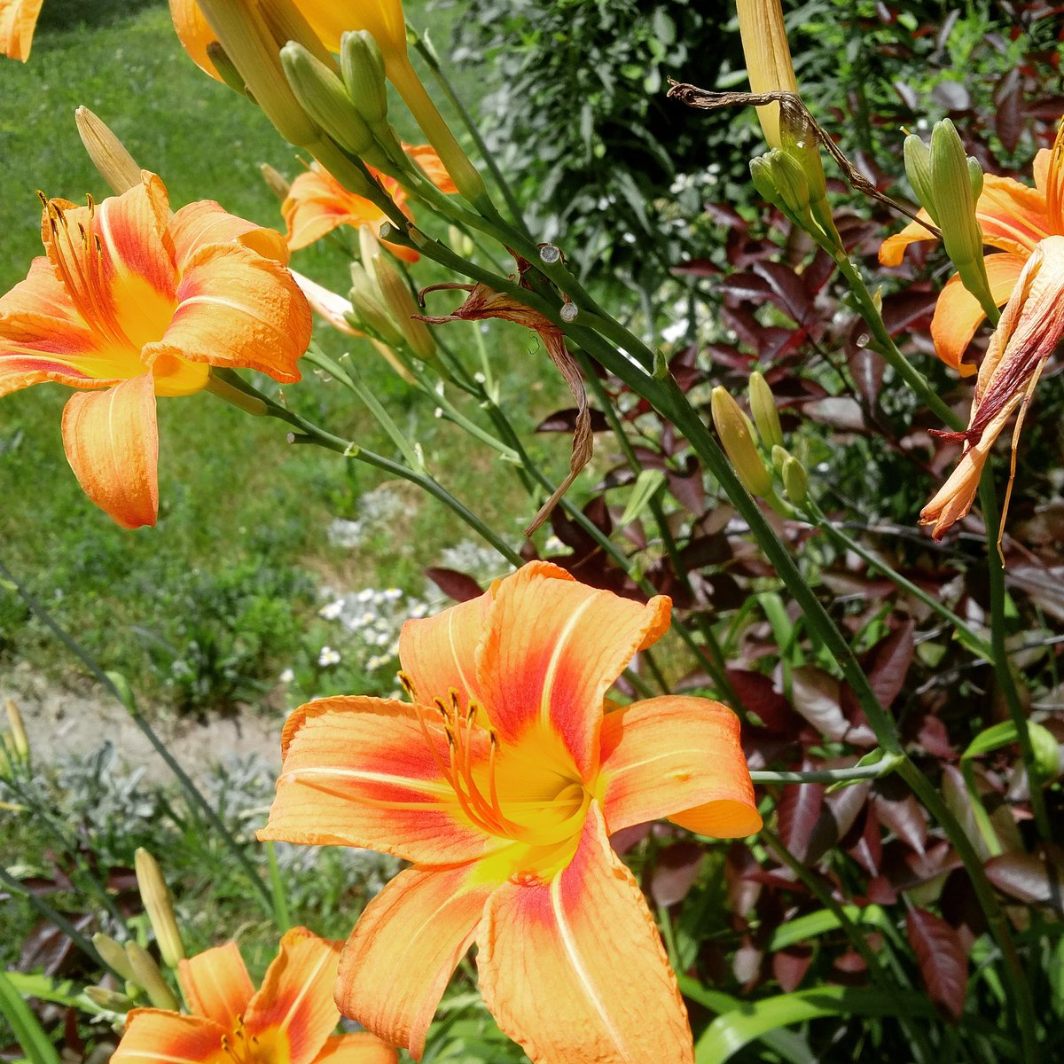 #LocalBlooms #NorfolkSummer