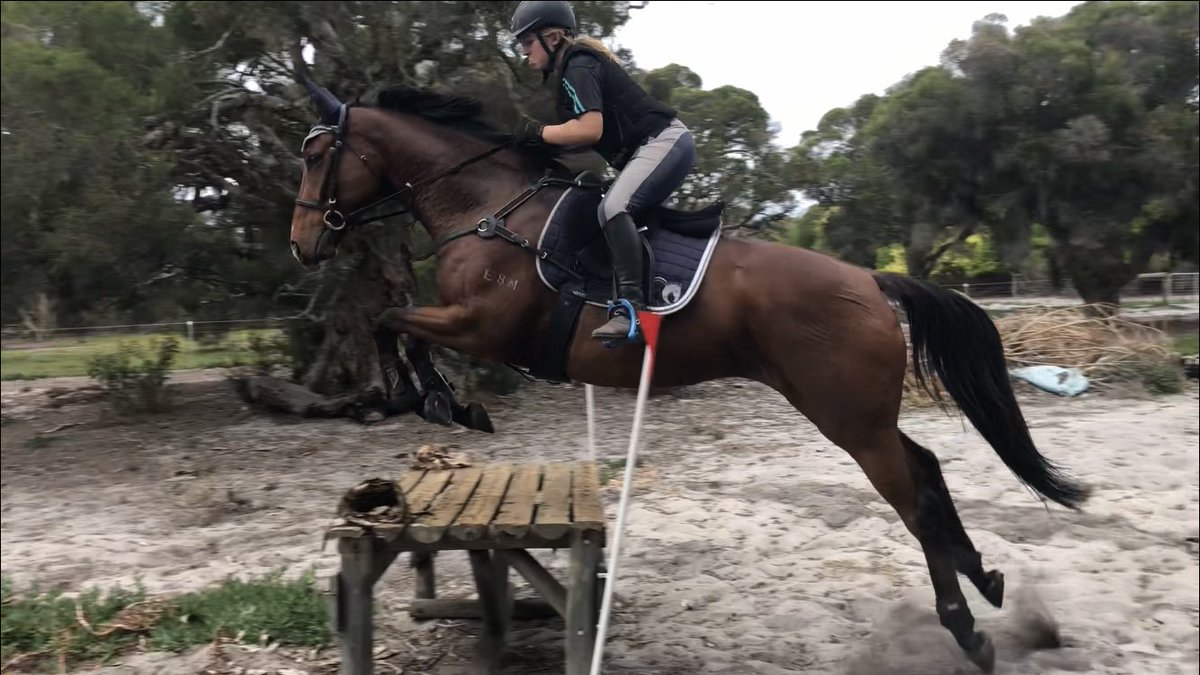 RacingWA_'s tweet photo. Sensational story from @santassnippets about Silverfern Equestrian Riding School, run by Jess Novak with her 19 OTT retired racehorses.
The horses are inspiring their young charges to get into racing #OffTheTrackWA
https://t.co/pD66ldsIOM https://t.co/okPcdVVkvk