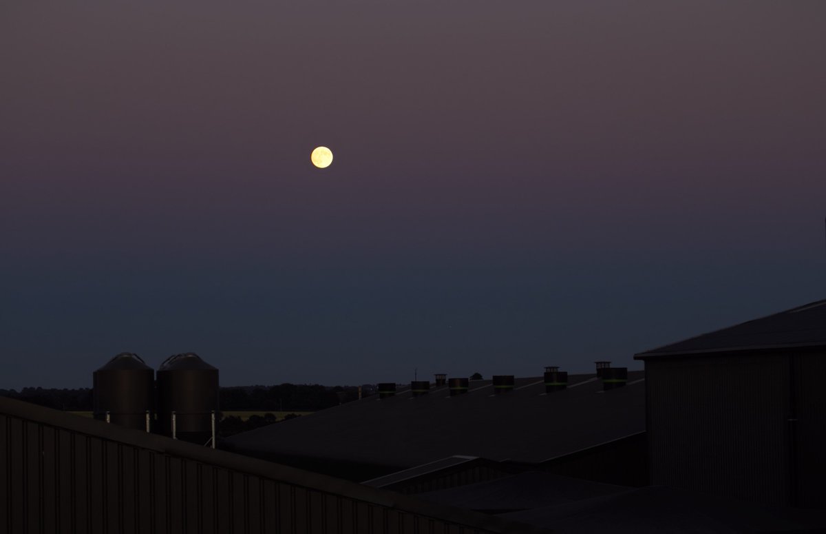 Michaela Ann Gourlay tweet media