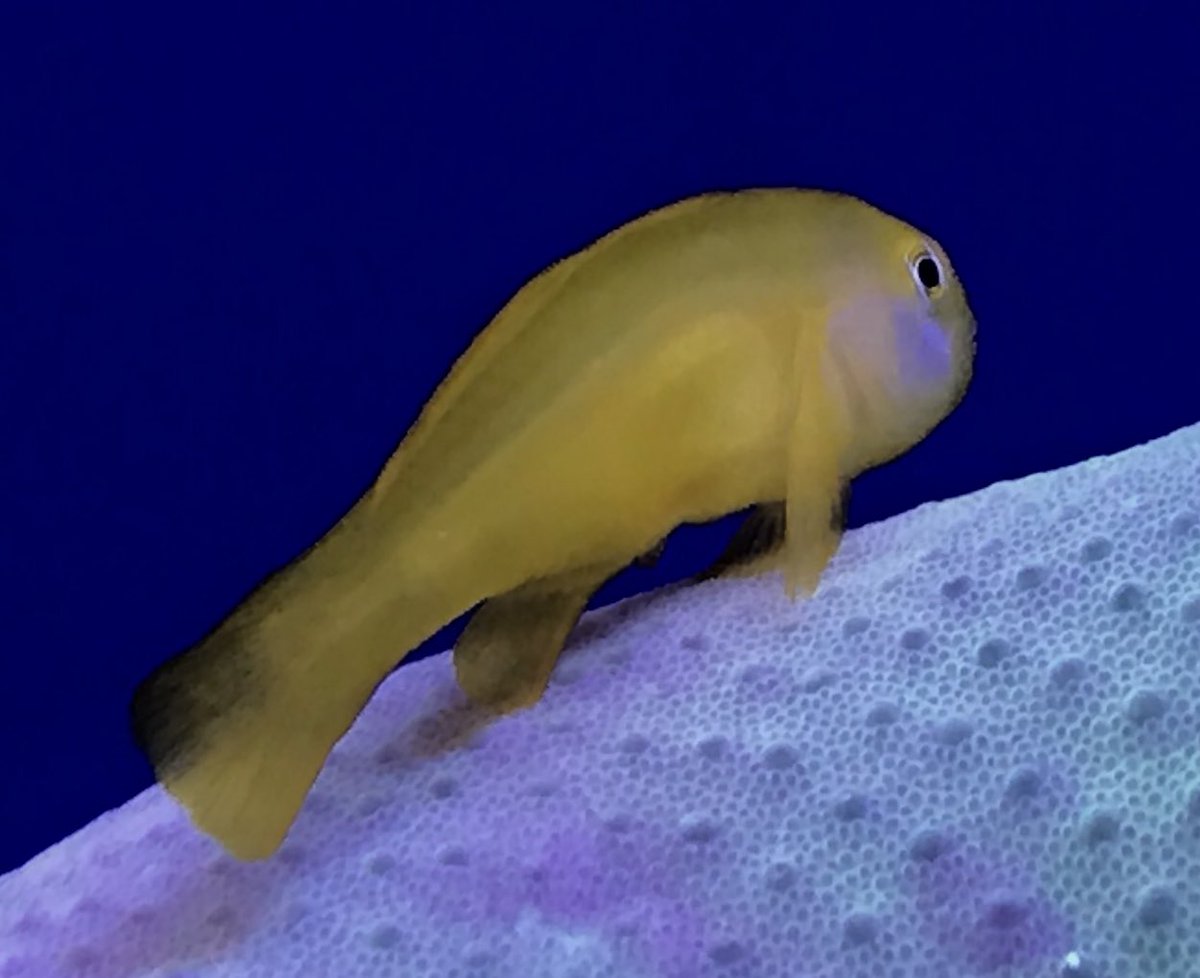 アクアテイラーズ尼崎つかしん店 1枚目 ヒメアイゴ ライブロックのコケ取りに 2枚目 キイロサンゴハゼ 3枚目 インドキンギョハナダイ アクアテイラーズ At海水魚 コケ取り 海水魚 在庫情報