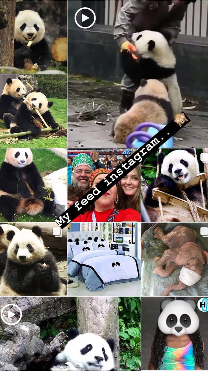 eri_wiwi's tweet image. 🙈🙈🙈 instagram account ➡️  @malagasytraveler  #pandicorn #panda 🖤🐼