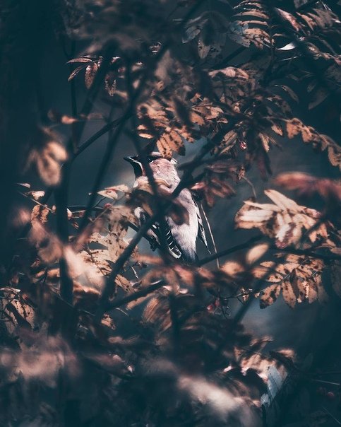 _Pancy_'s tweet image. Утра