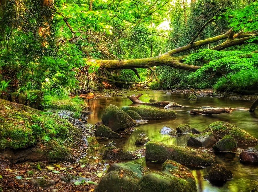 NthEastWales's tweet image. 🌳 Lliwiau hyfryd ger Coedwig Nant Mill | Stunning colour from Nant Mill Wood 📸 image by instagram.com/mrramsell

#FindYourEpic #Wrexham #NantMill #TravelTuesday