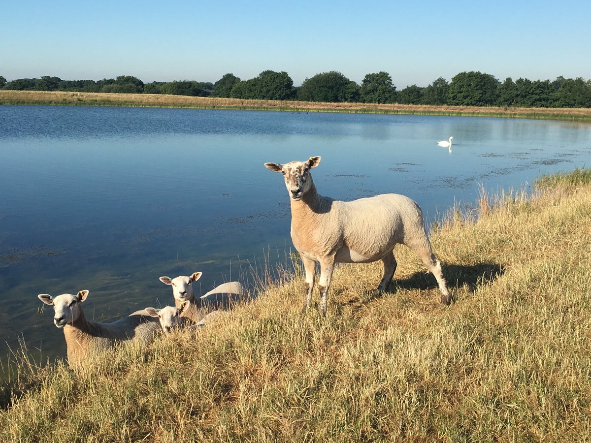 Sheep at the watering hole!