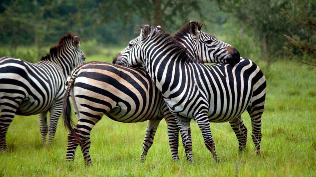 Lake Mburo National Park, smallest of Uganda’s savannah national parks is a compact gem, located in western Uganda and home to hundreds of majestic creatures like the Zebra. 
#TravelTuesday