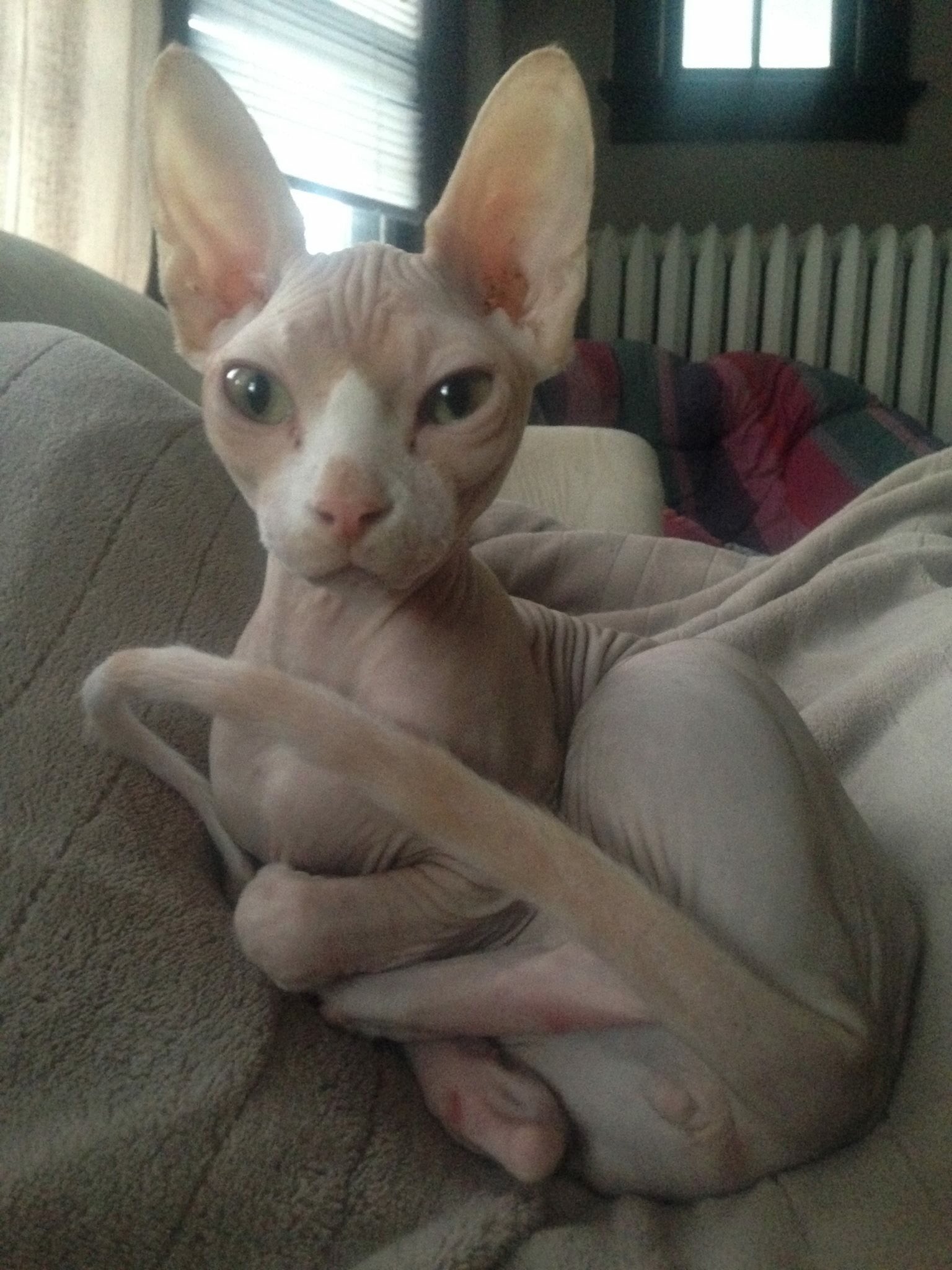i fucking hate stuart little on Twitter: "LOOOK at this absolute UNIT of a  cat I got tonight. I named her Killer. Watch out Stuart I got shooters out  here https://t.co/vW91Tm3RO8" /