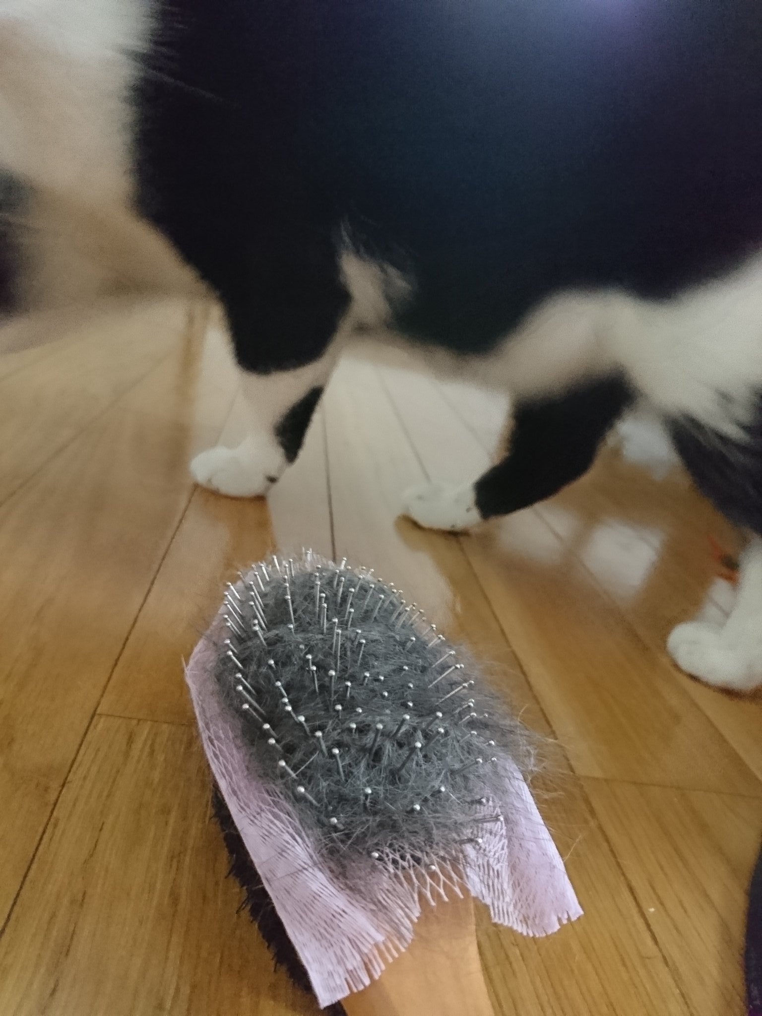 そらみや殿下 百均のブラシケアネット めっちゃ綺麗に取れる 猫 ブラシ ダイソー T Co 8xsrrji1vn Twitter