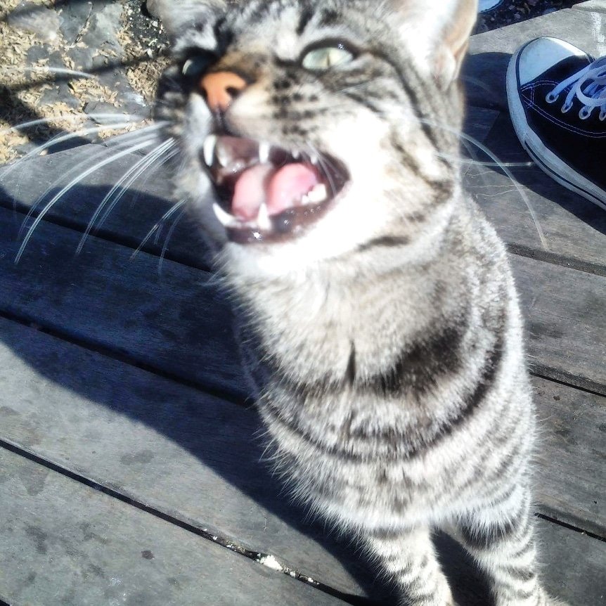 kerrlouise44's tweet photo. Lanzarote old town harbour cats #CatsOfTwitter #cats #CatLife #catsofinstagram #catoftheday #CanaryIslands #catsofinstagram #lanzarote #puertodelcarmen #midmeow #cats #CatLife #meow #purrfect #Travel #travelbloggers #catbloggers https://t.co/zNQFCqXZeP