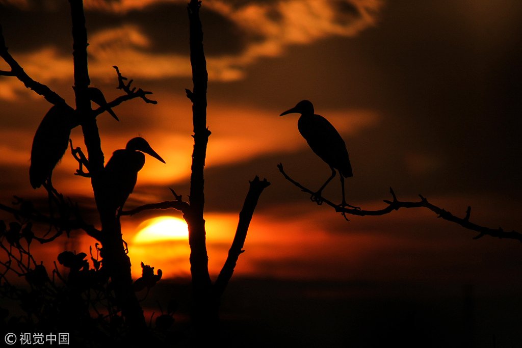 ChinaDaily's tweet image. The silhouettes of white storks under the glowing sunset and rosy clouds create stunning views in Aceh, Indonesia, as captured by photographer Fachrul Reza. (Photo: VCG)