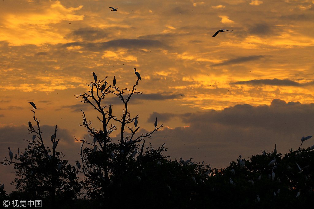 ChinaDaily's tweet image. The silhouettes of white storks under the glowing sunset and rosy clouds create stunning views in Aceh, Indonesia, as captured by photographer Fachrul Reza. (Photo: VCG)